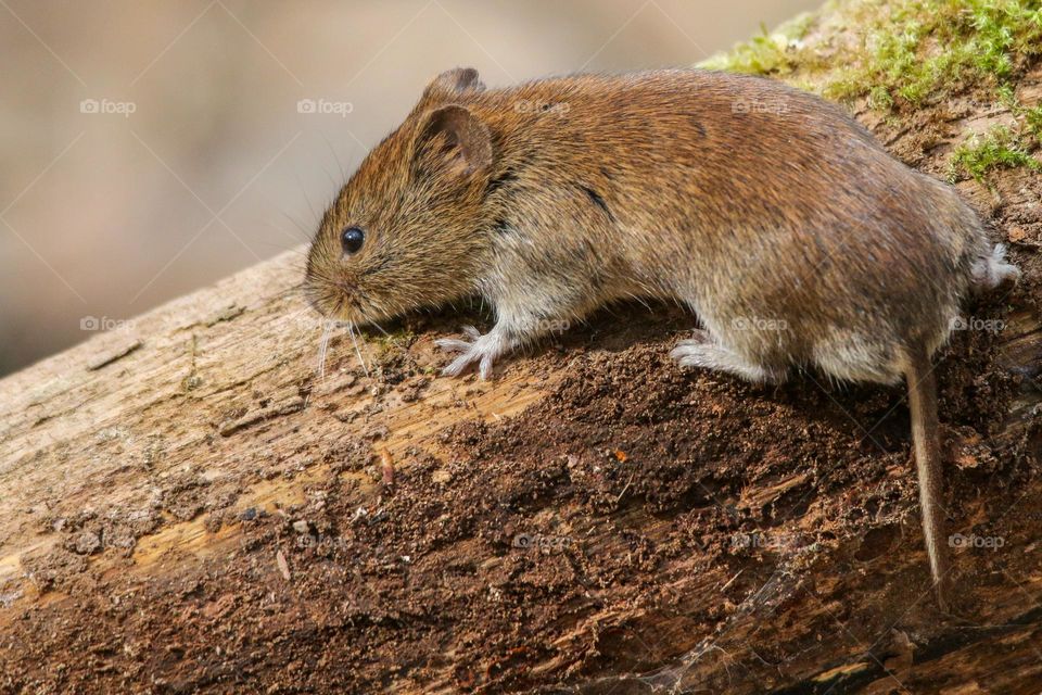 Close-up of a little mouse on wood in the forest