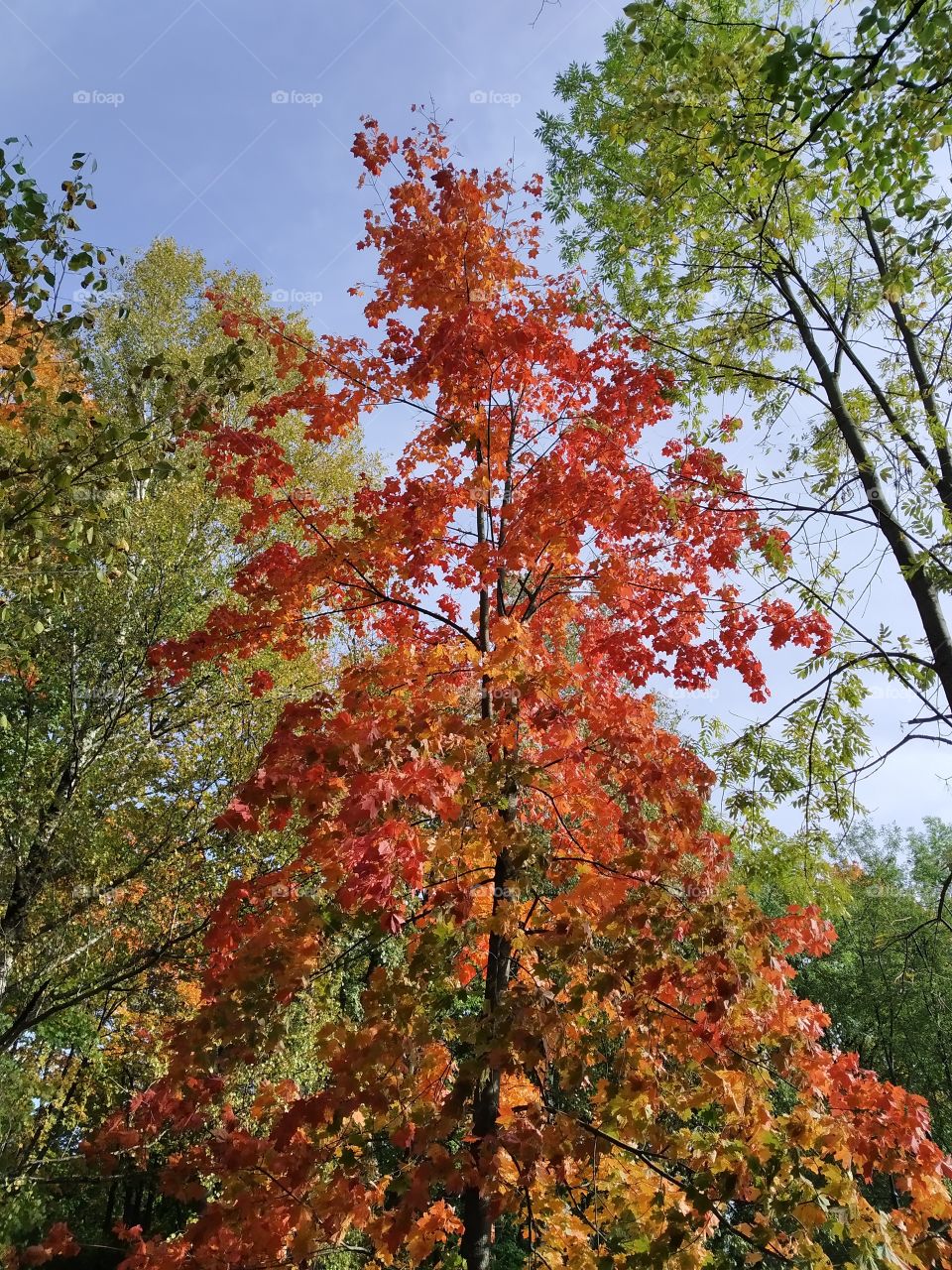 Bright colors of autumn day.