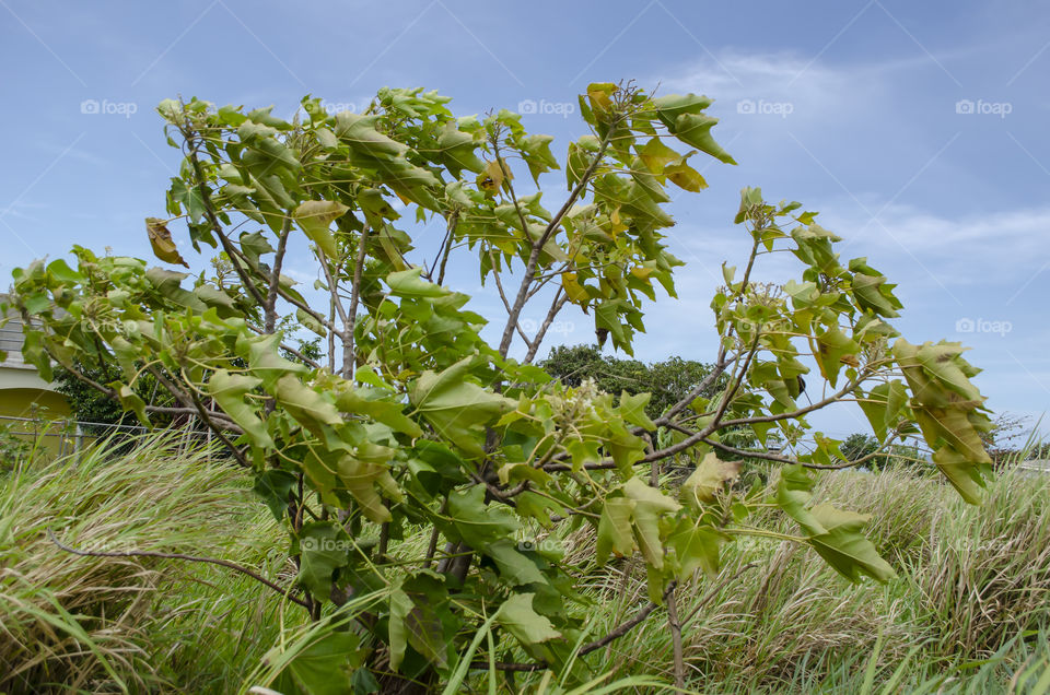 Wind Against Candlenut Tree