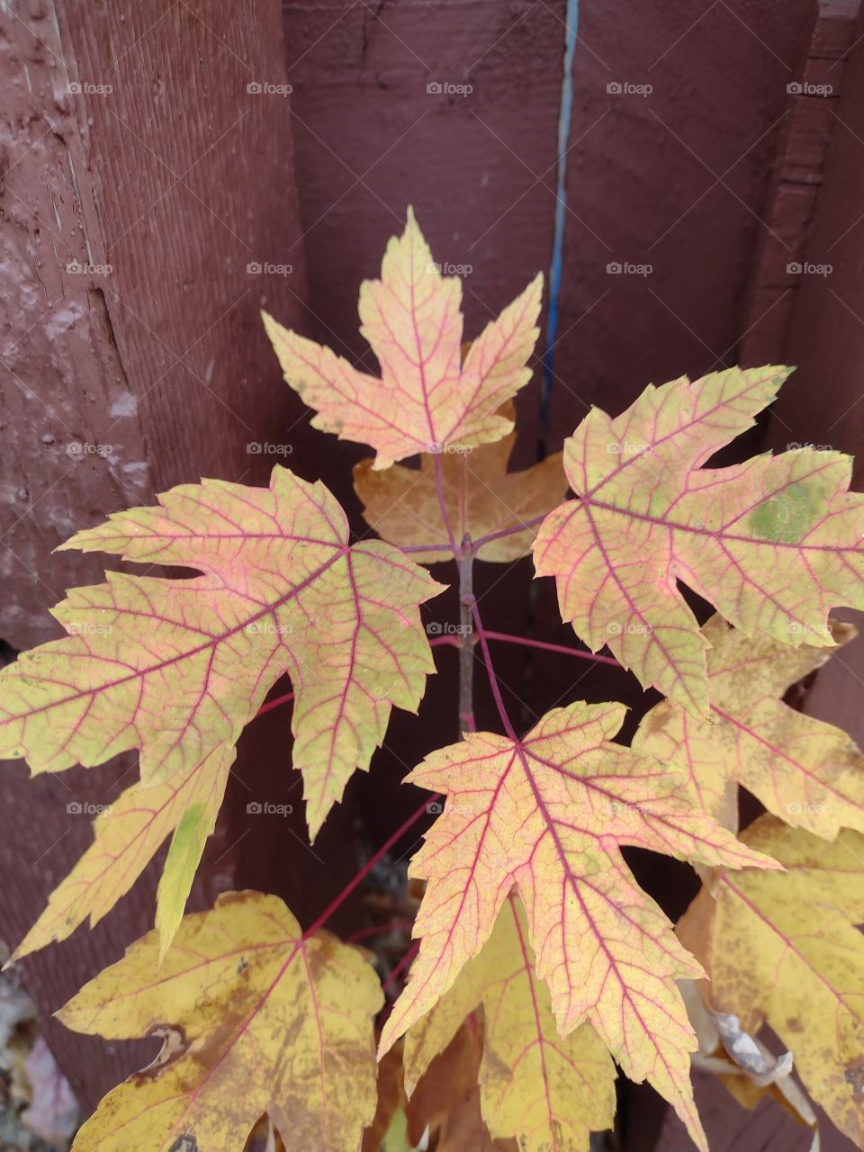 Unfiltered, beautiful, lovely leaves in autumn