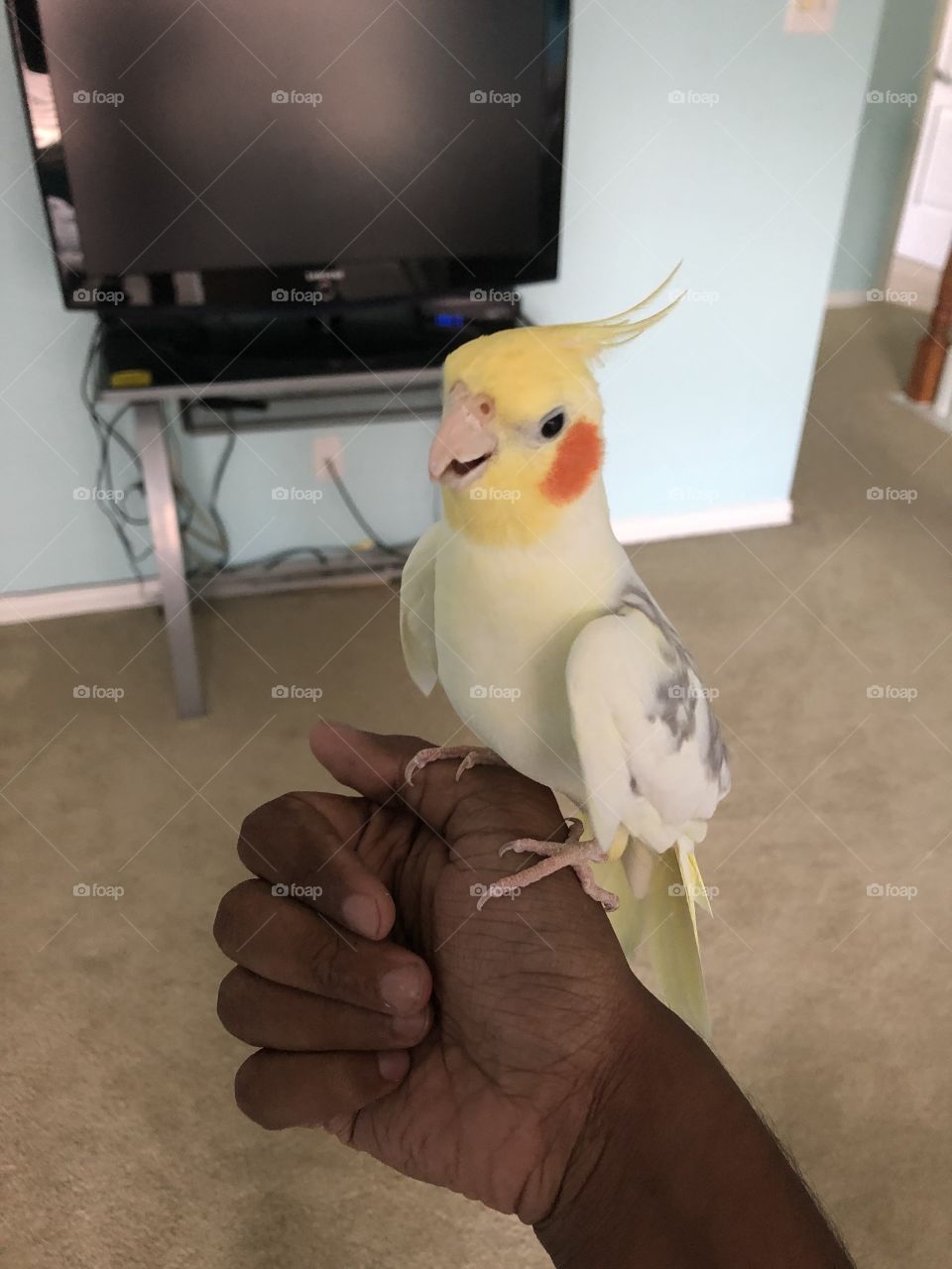 My chatty and adorable cockatiel enjoying moments with me
