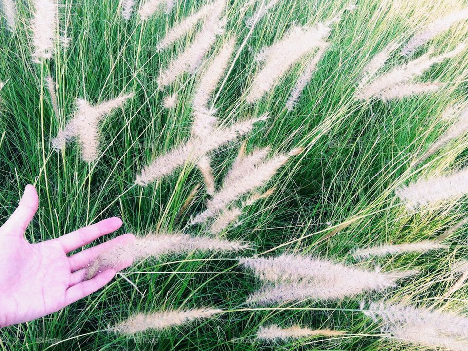 Hand touching golden grass