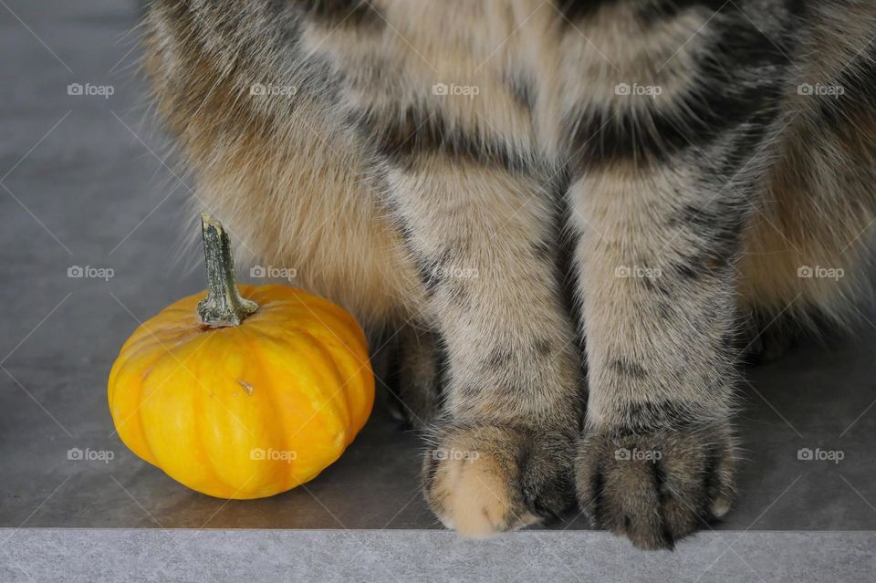 Pumpkin and paws