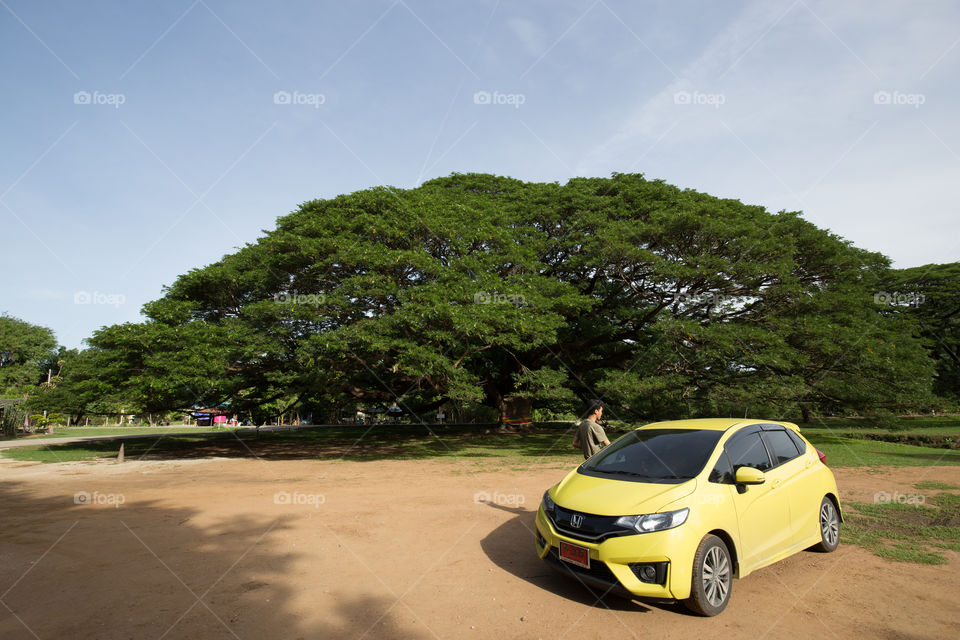 Honda jazz park in front of the big tree