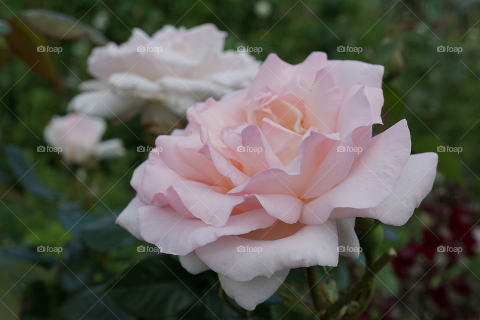 English Rose