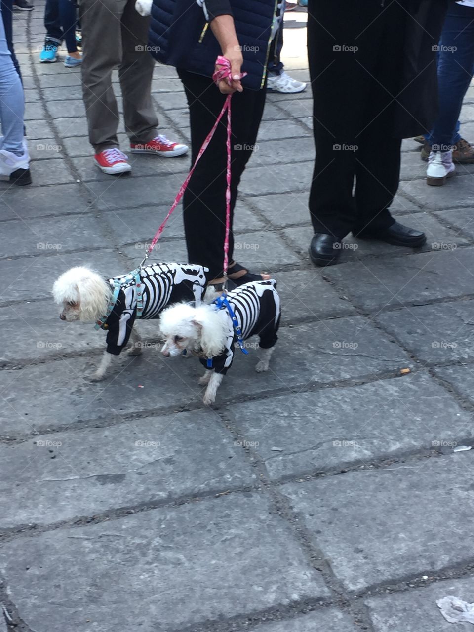 Two poodles wearing skeleton costumes
