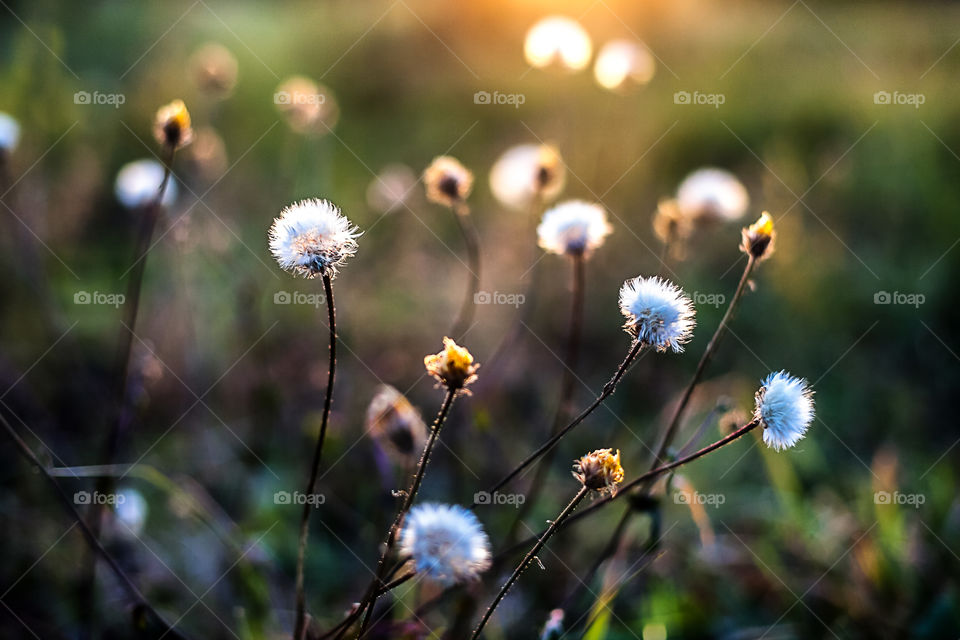 evening flowers and light