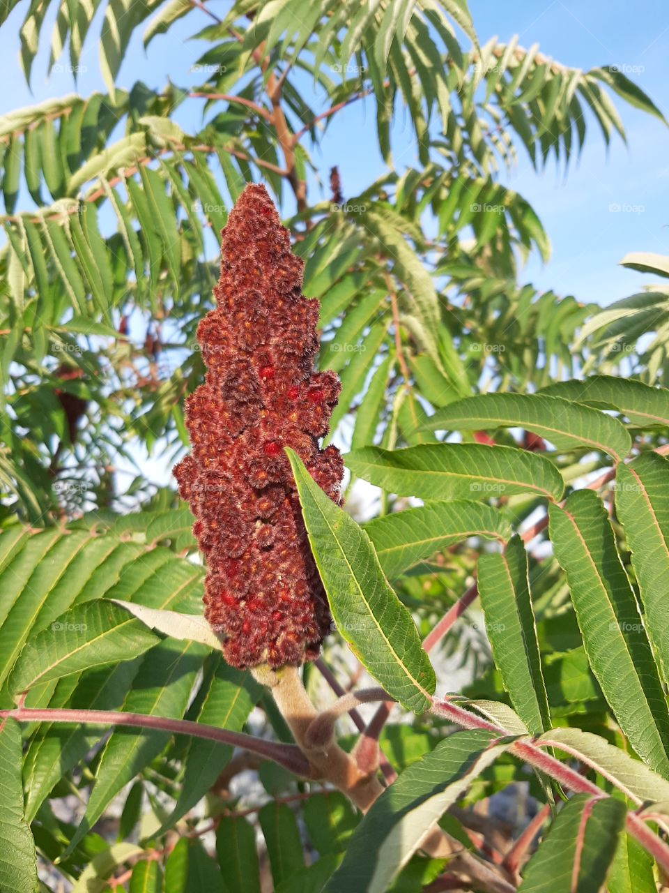 sumac flower in sunray