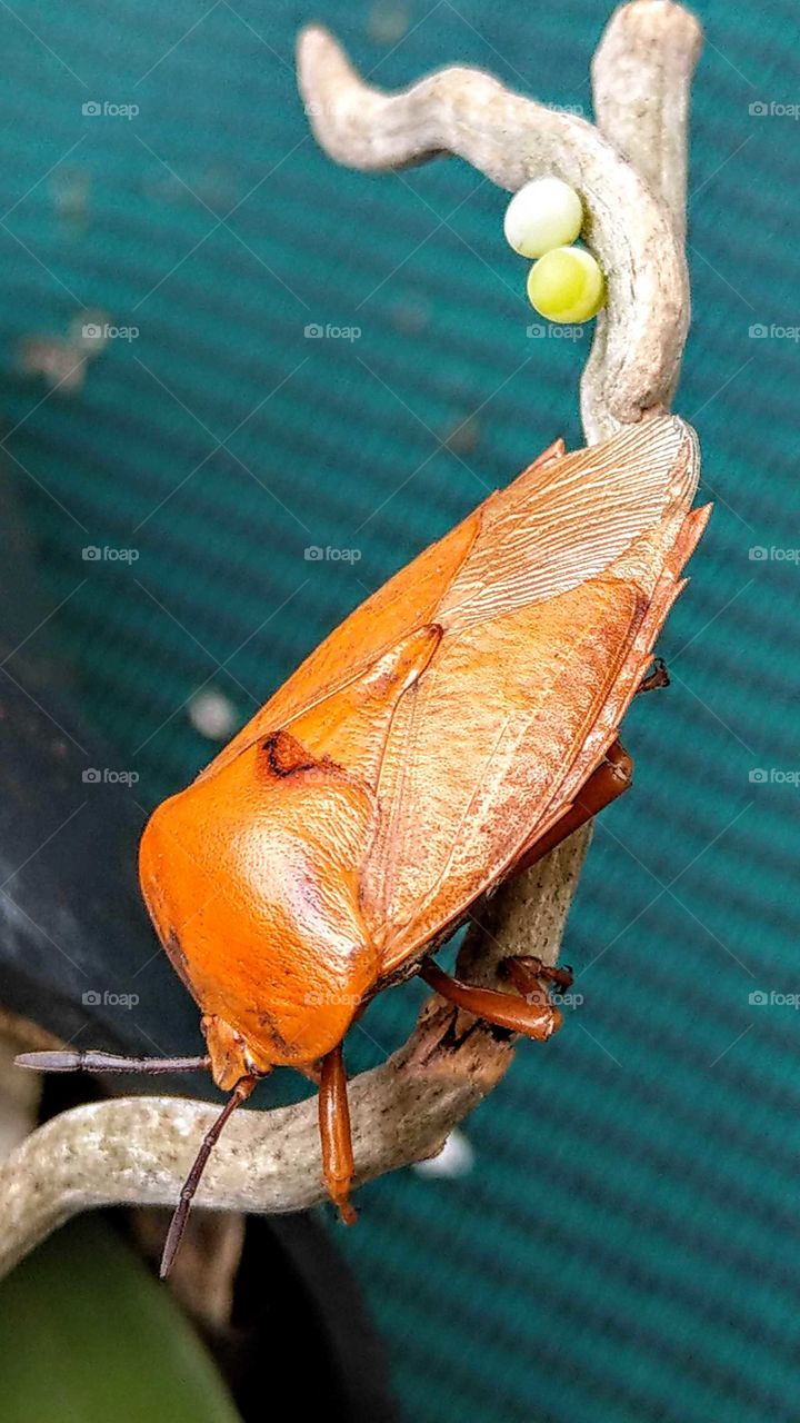 World in macro: a insect called"Tessaratoma papillosa" is a pest of lychee (fruit) tree, please don't forget this pest look, must get rid of it.