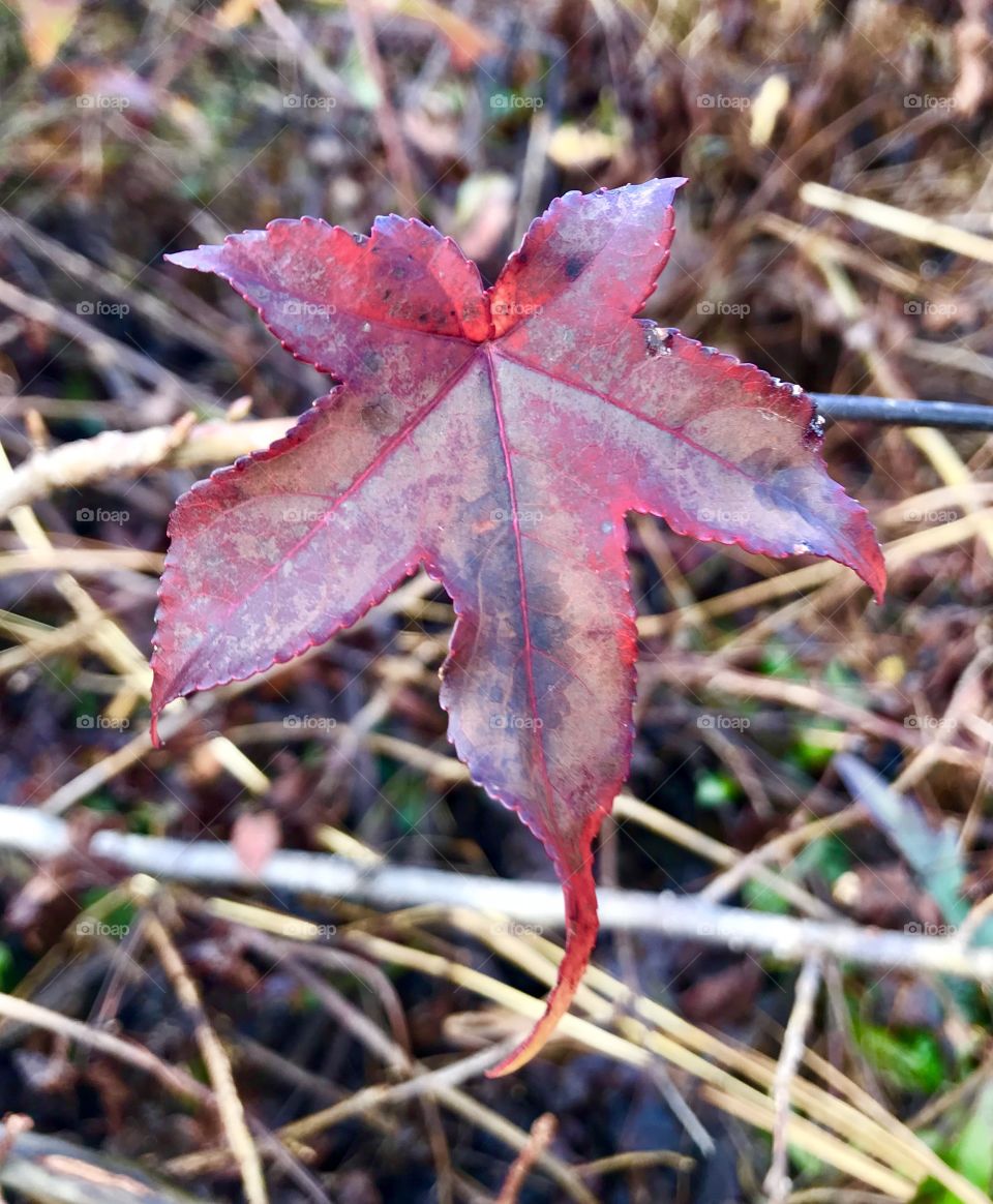 Red Sweetgum Leaf