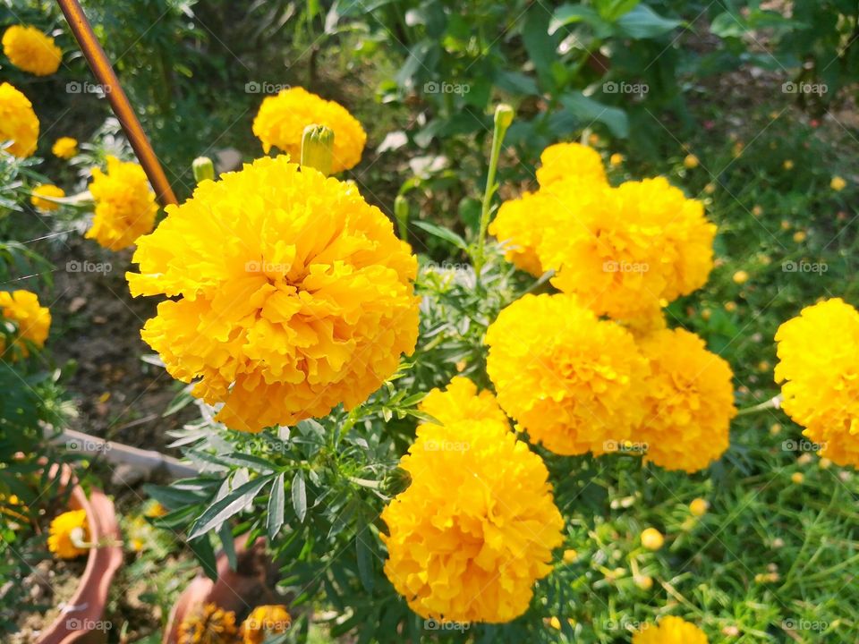 Cluster of beautiful yellow flowers, marigold in the flower garden.