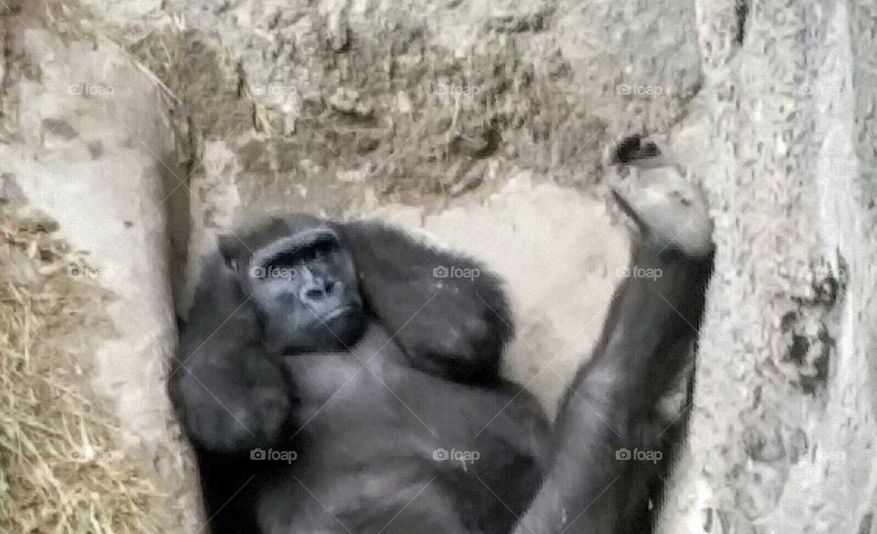 Thinking Gorilla