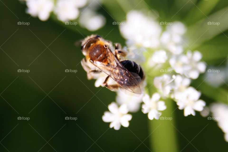 Bee on a flower