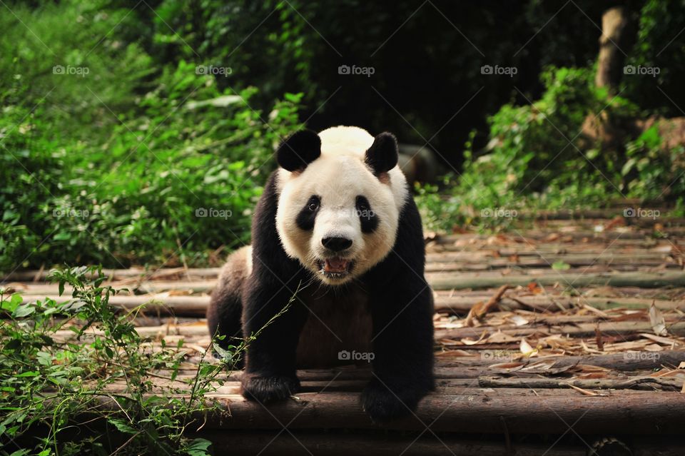 Panda's smiling 