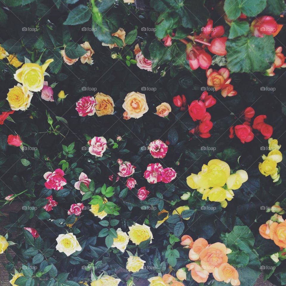 Mini Rose Garden