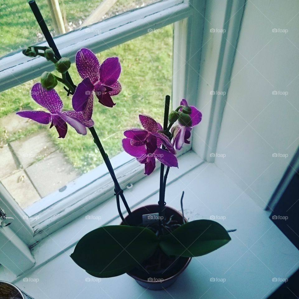 Flower - orkidéer