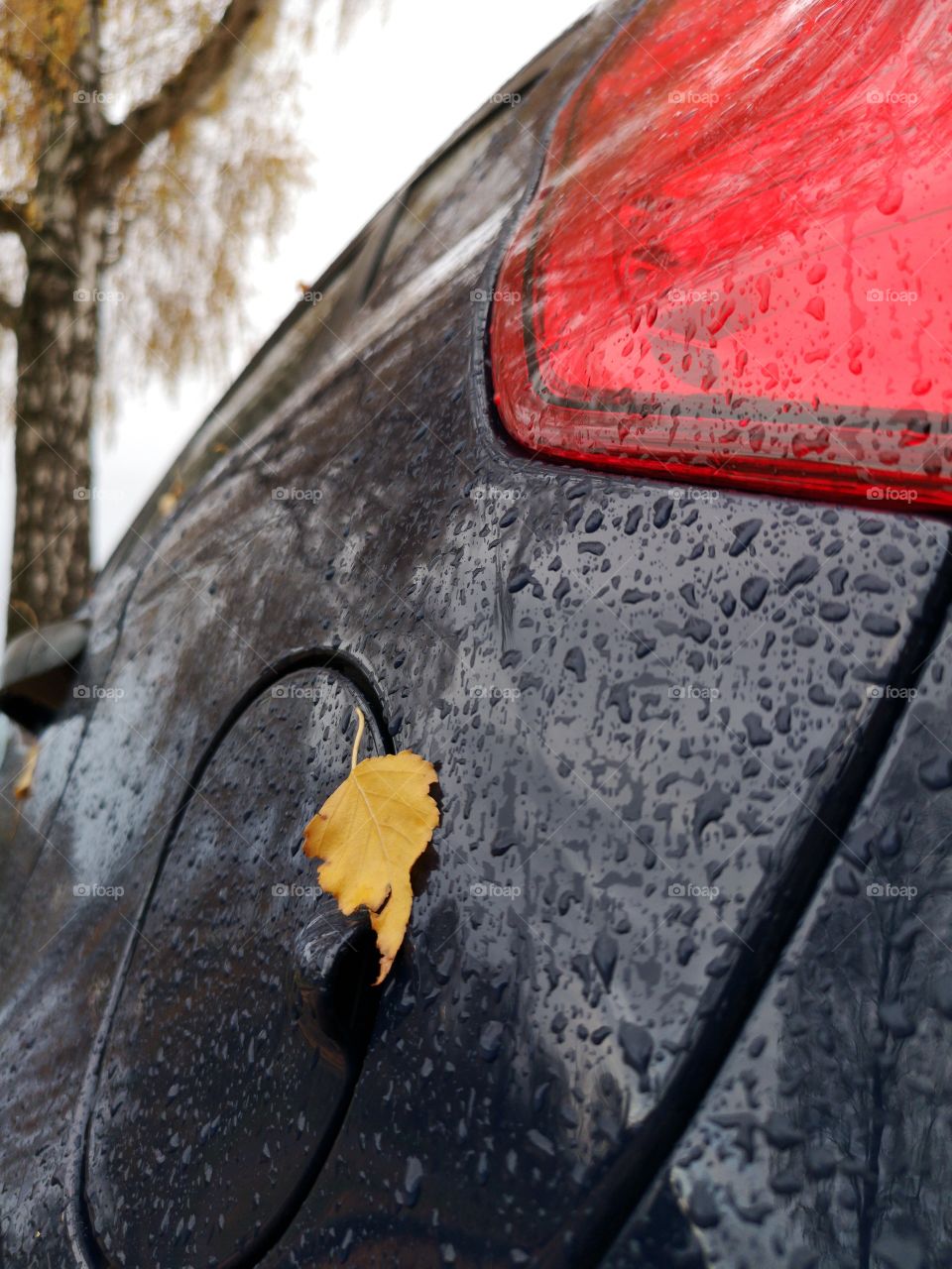 Yellow leaf on the black car