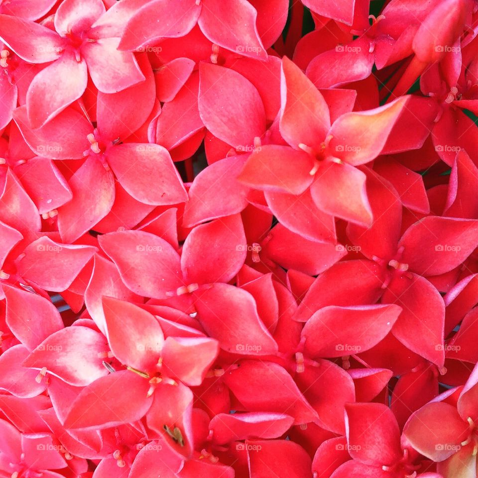 Red flowers background 