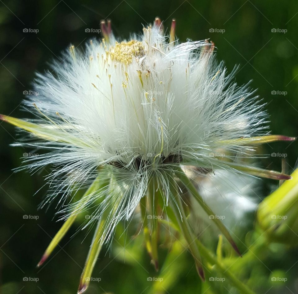 Flower, Nature, Summer, Flora, Dandelion