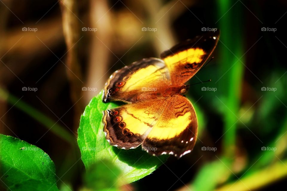 Butterfly on a leaf
