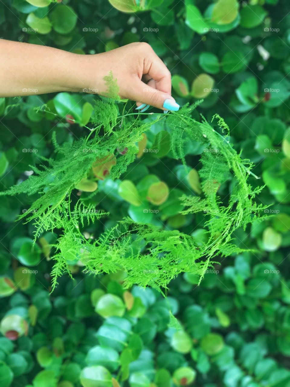 Leaf, Flora, Nature, Environment, Summer