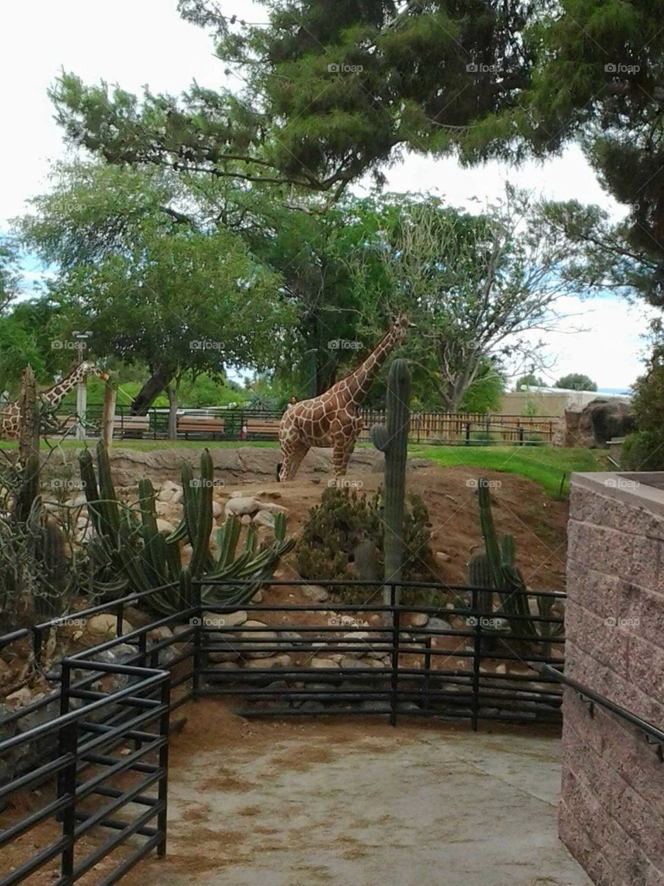 giraffe