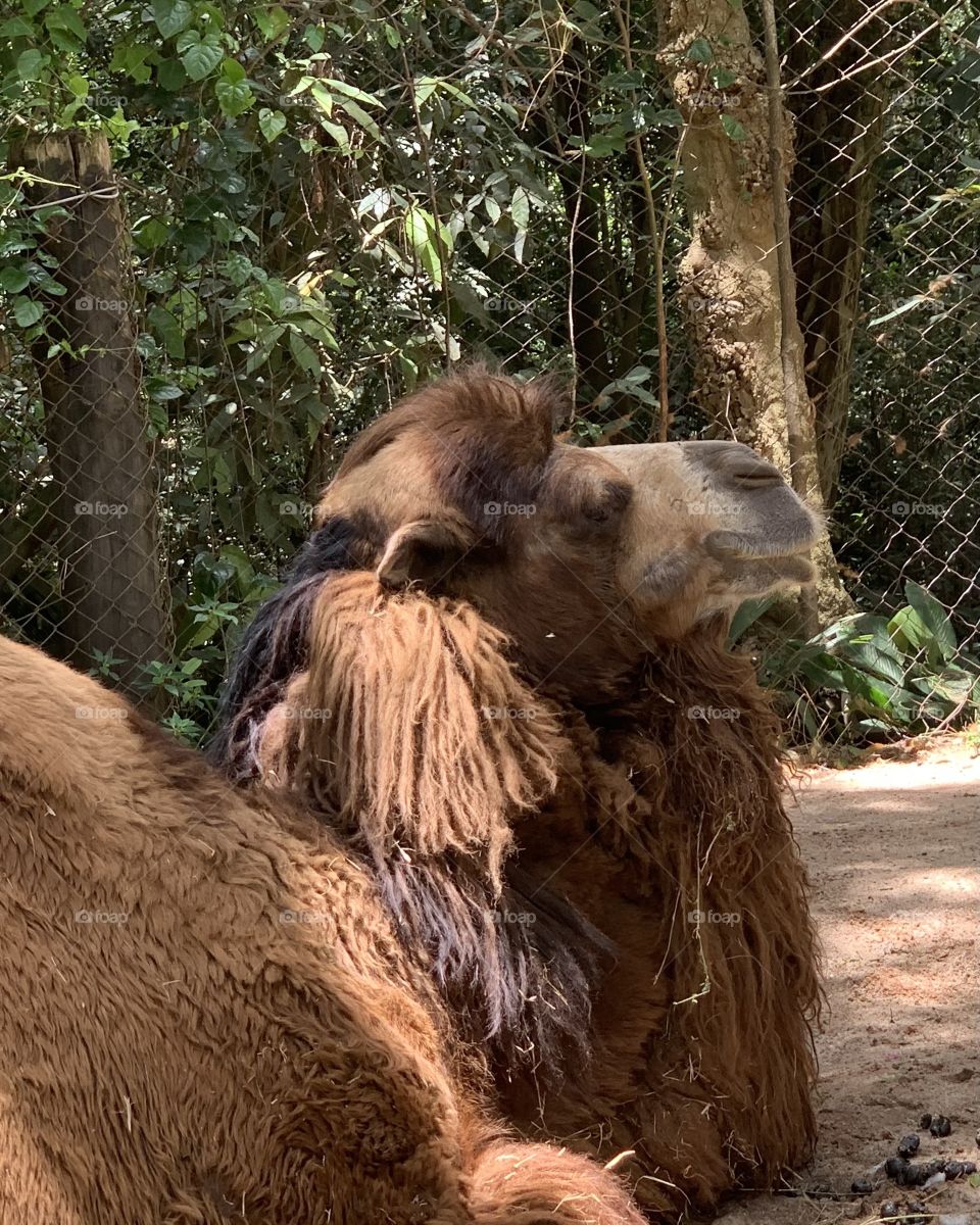 Dromedário 