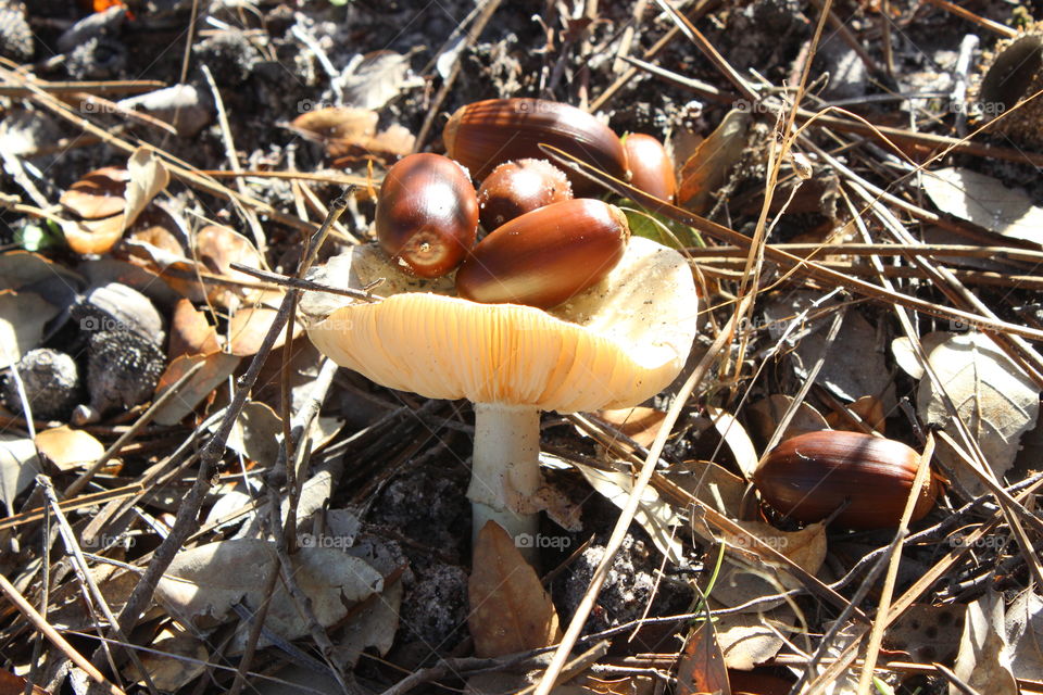 Fall, Fungus, Mushroom, Nature, Wood