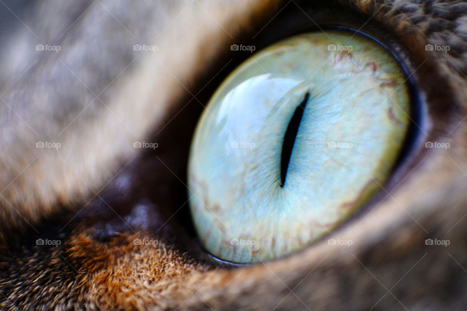 cat's eye