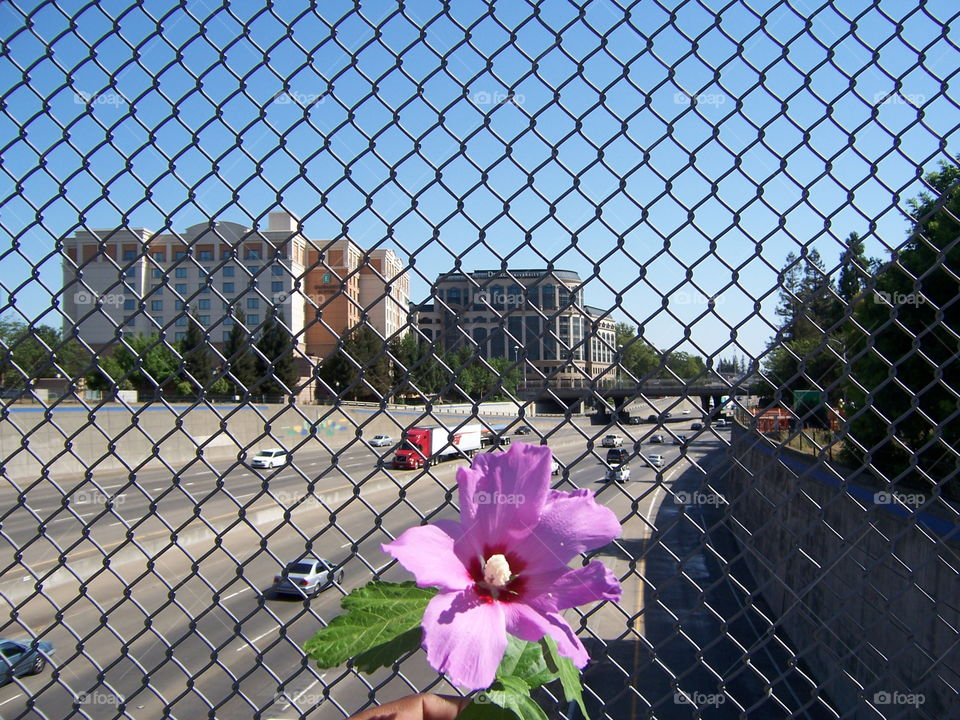 freeway flower. taking a bike ride over the freeway