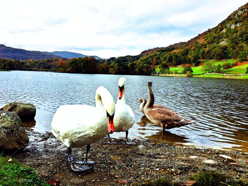 Swans on Rydal Water