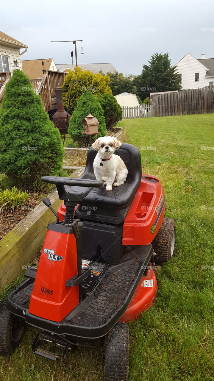 As soon as it stops raining raining, we shall cut the grass