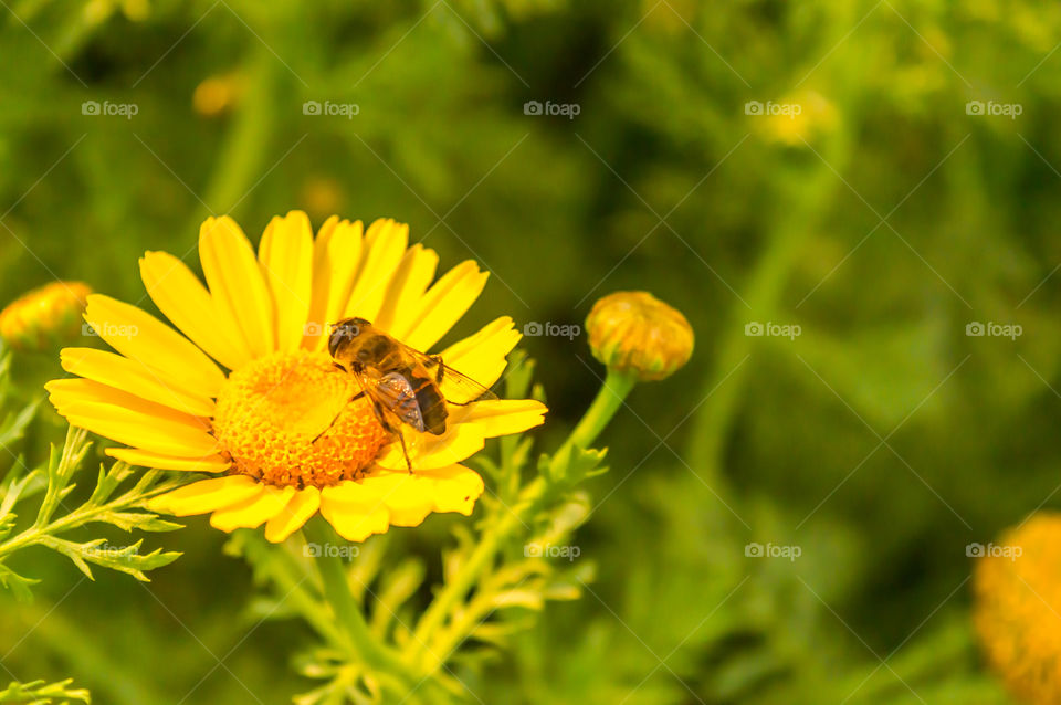 This is a photograph of Bee taking food from Sunflower from a Sunny flower garden. The image taken at dusk, at dawn, at daytime on a cloudy day. The Subject of the image is inspiration, exciting, hopeful, tranquil, calm, and stunning taken in landsca
