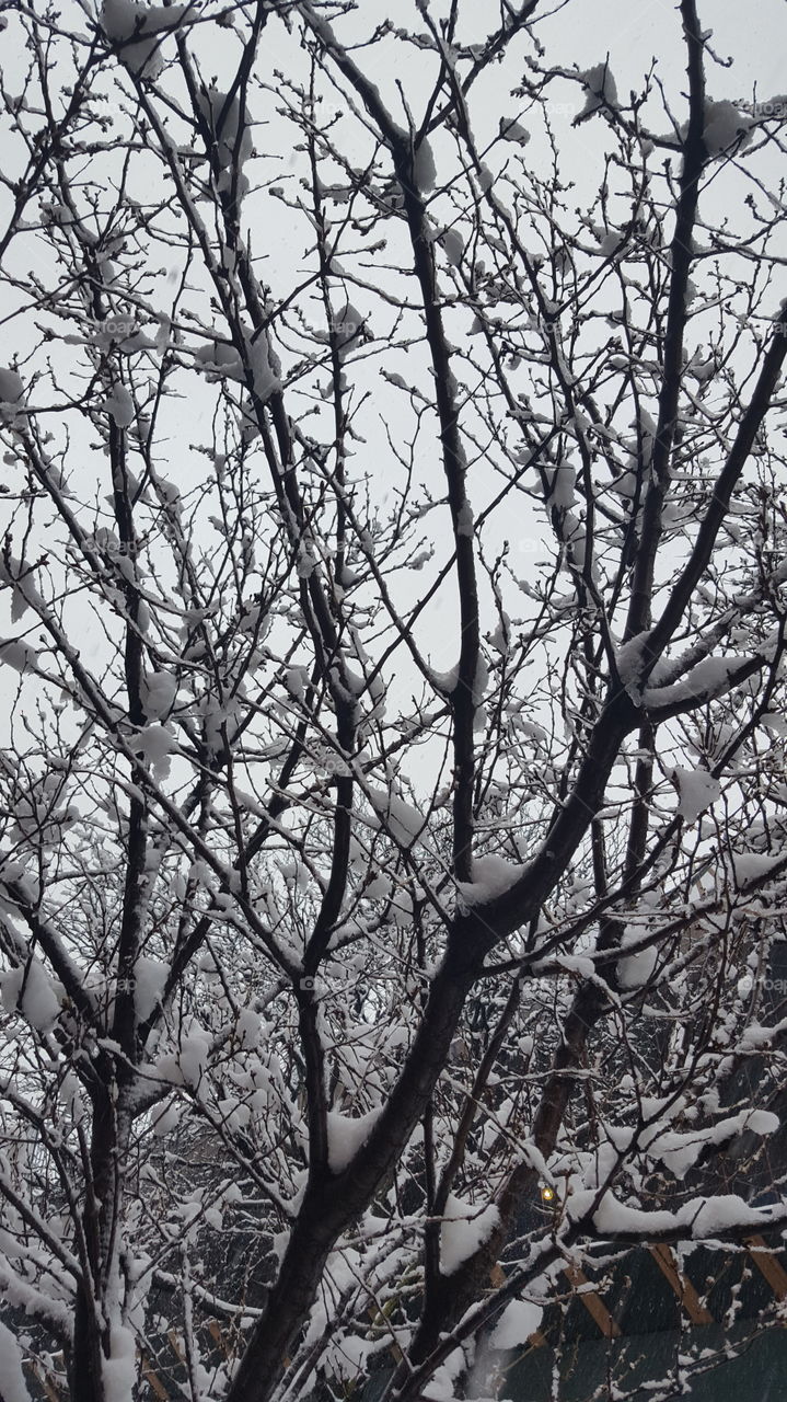 Frozen trees