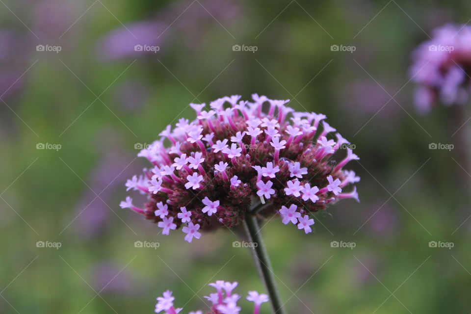 Verbena close up