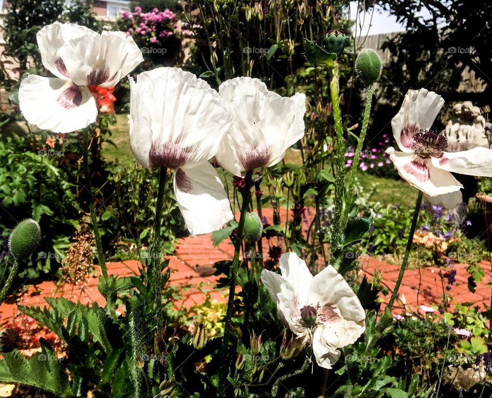 Very resilient white poppies, standing strong despite the wind. 
