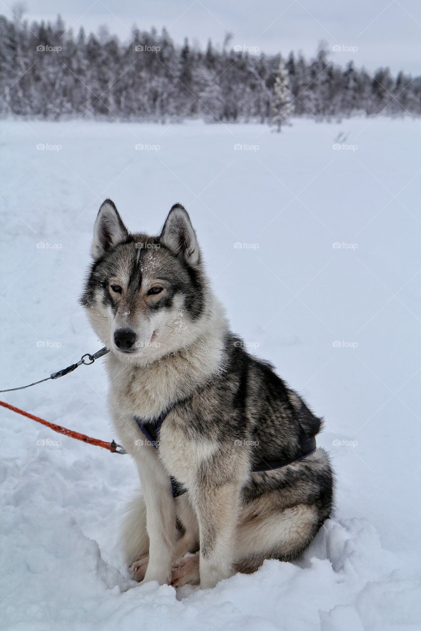 Husky sitting on snow
