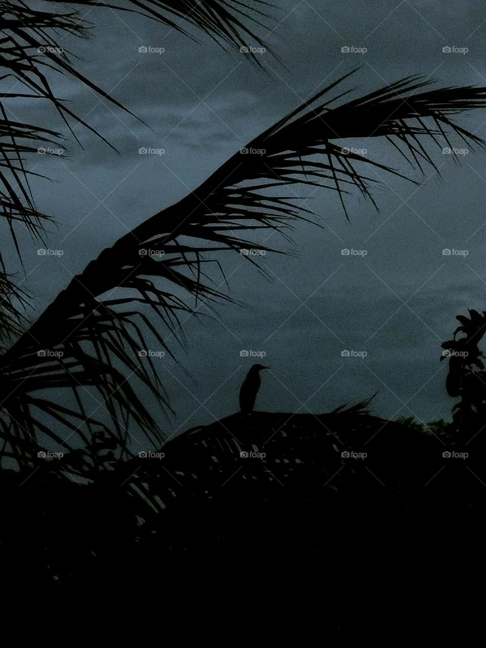 The bird is finding peace 🕊️