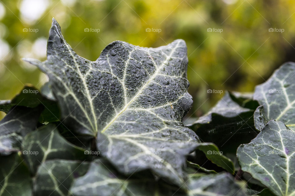 Close-up of an ivy leaf on a rainy day