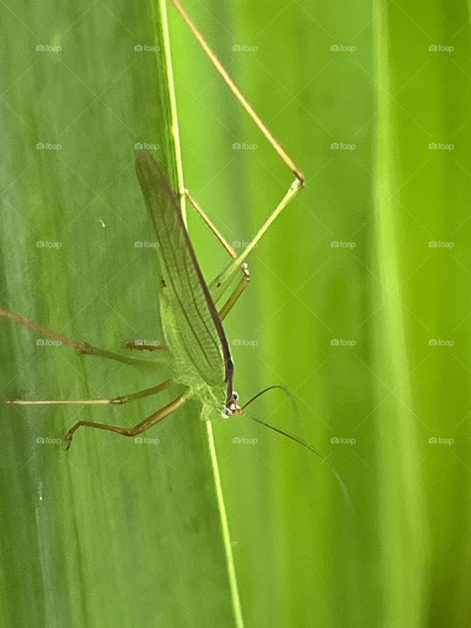 Nature surrounds us, upcountry ( Thailand)