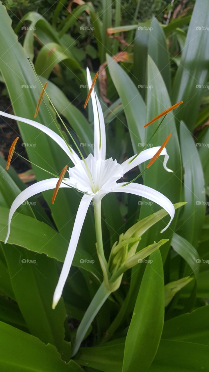 Nature, No Person, Flora, Leaf, Flower