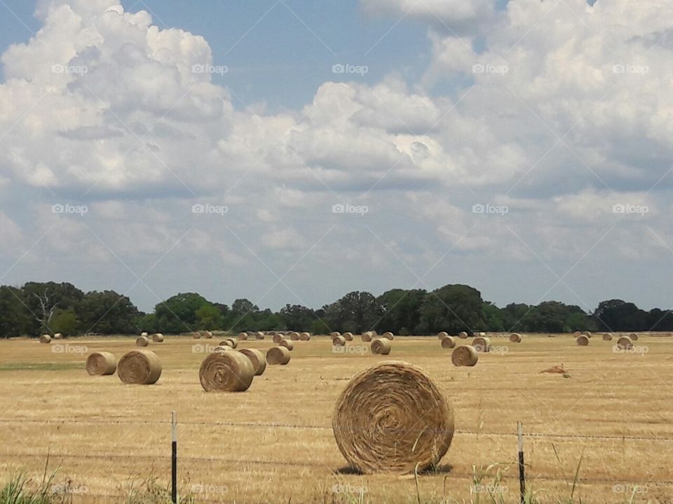 hay
