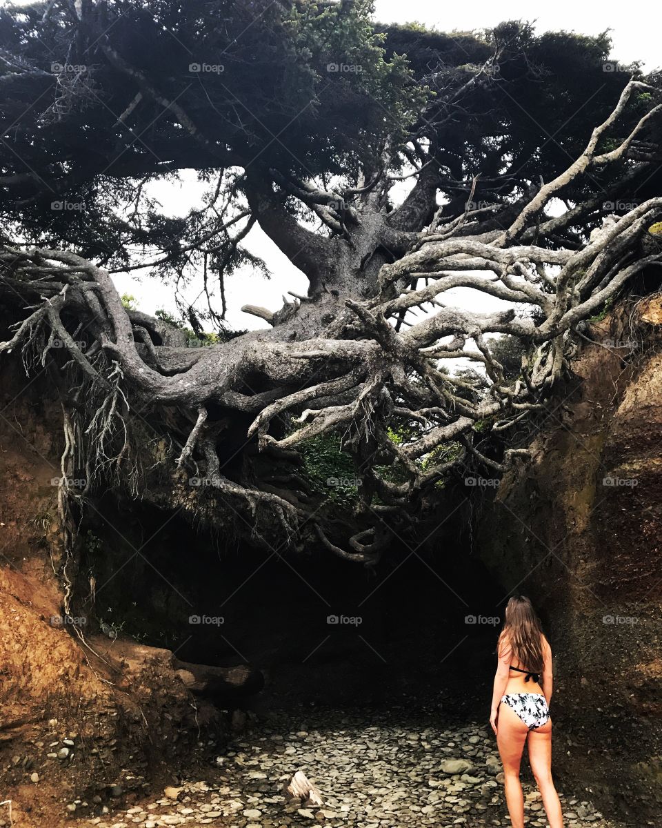 Tree Root Cave, WA