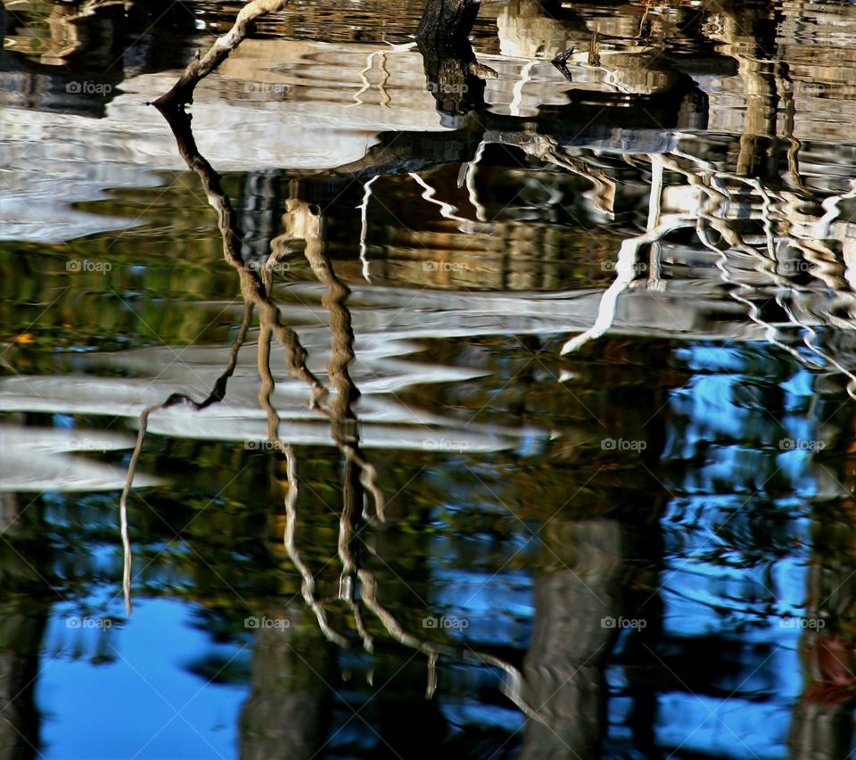 reflections of driftwood