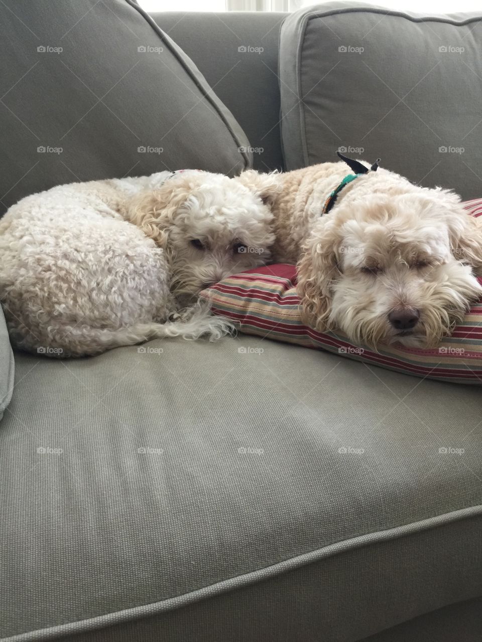 Cockapoo puppies taking a rest on the couch. 