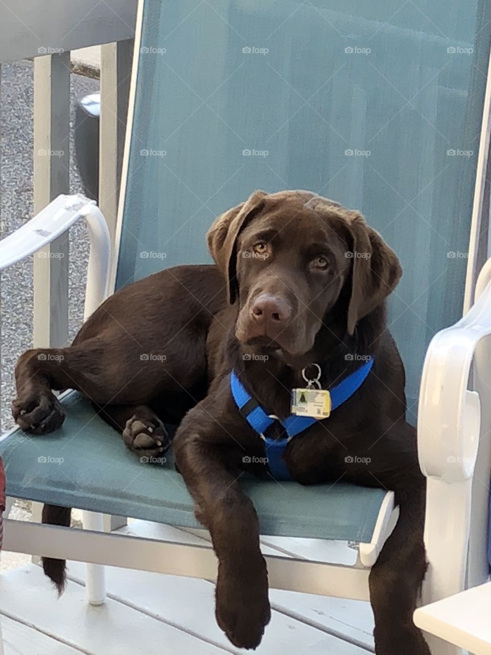 A chocolate lab puppy relaxes on a chair after a long day.