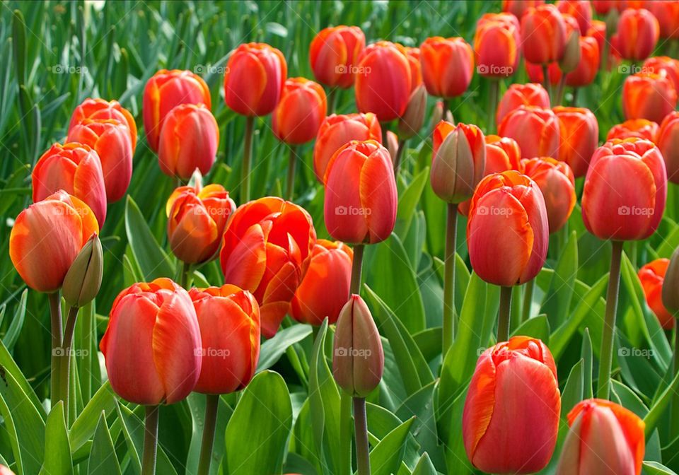 Close-up of red tulips in bloom