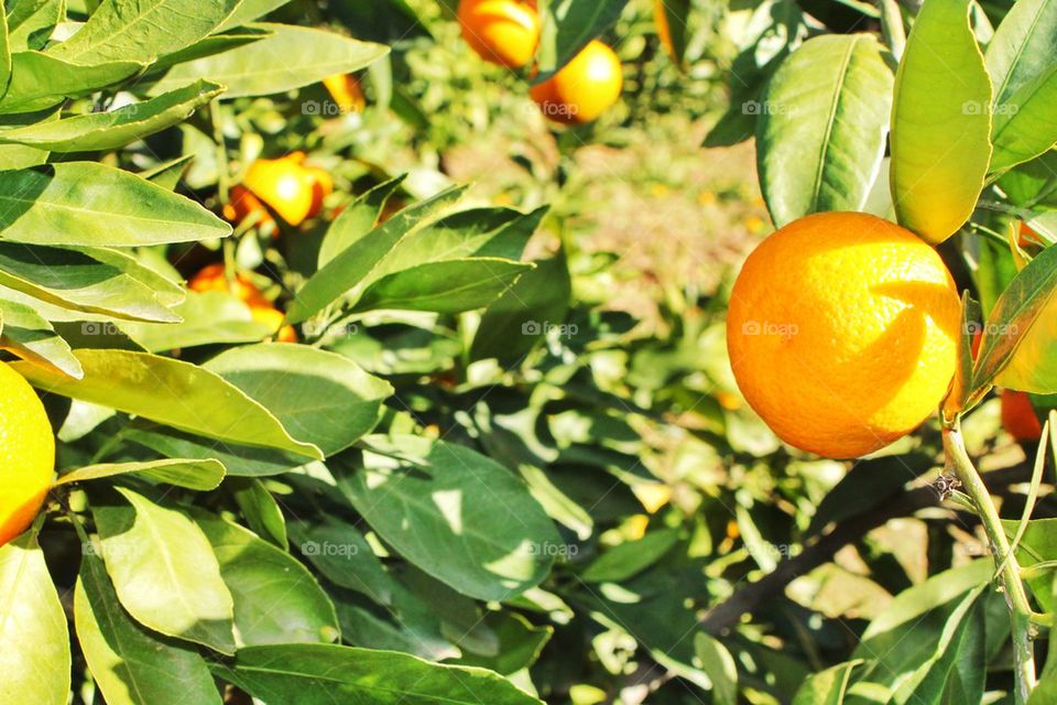 Orange Grove