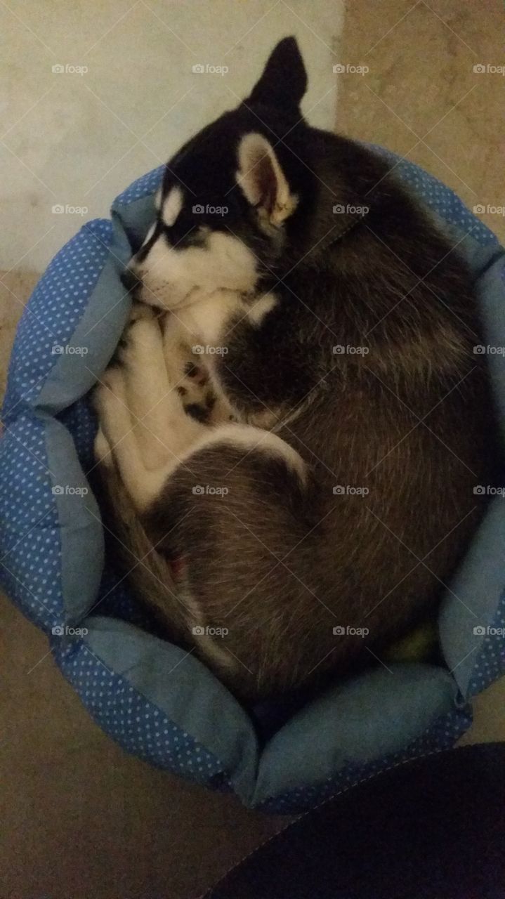 husky puppy sleeping in his bed