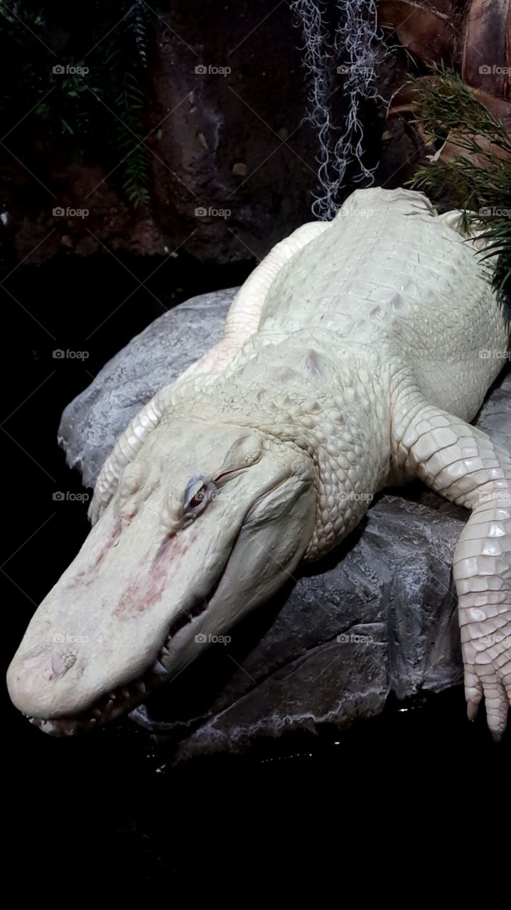 real live white alligator in Georgia